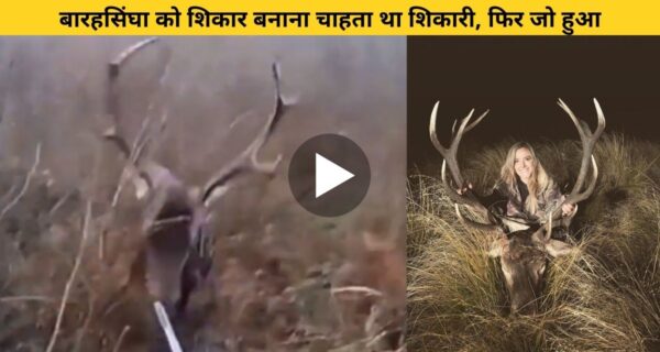 बारहसिंघा का शिकार करना शिकारी पर पड़ा भारी.. लोगों ने कहा कर्मा इसी को कहते हैं