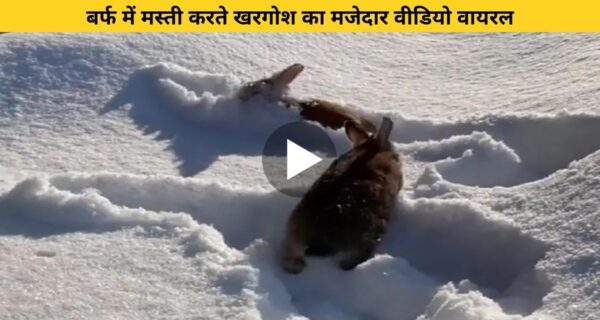 बर्फ में मस्ती करते दिखा खरगोश, उसे देख याद आया बचपन