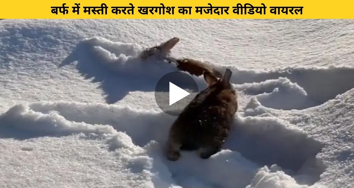 Rabbit seen having fun in the snow
