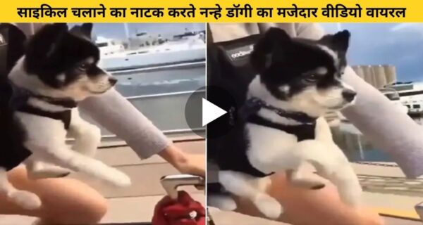 लड़की के साइकिल चलाने की एक्टिंग की, उसके नन्हें से डॉगी ने, डॉगी के अनोखे अंदाज को देख, हंसी नहीं रोक पाएंगे