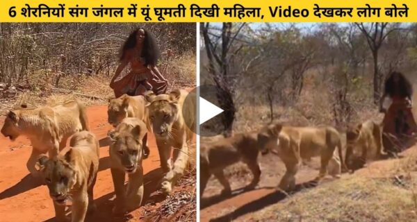 महिला ने दिखाई दिलेरी और छ: शेरनियों के साथ जंगल में यूं घुमा, जैसे साथ में हो कुत्ते