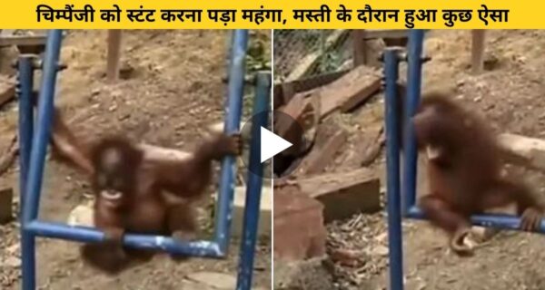 चिम्पैंजी स्वभाव से ही मस्तीखोर होता है लेकिन उसकी मस्ती पड़ी उस पर भारी, देखिए वायरल वीडियो