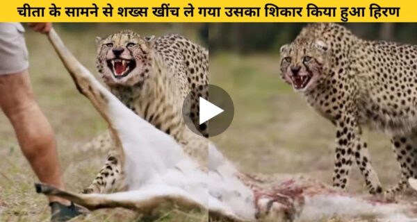 दिल दहलाने वाला वीडियो वायरल, शिकारी चीते के शिकार को उसी के सामने एक शख्स खींच ले गया फिर…