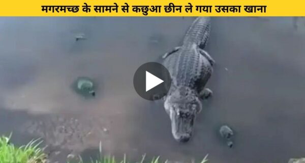 छोटे से कछुए ने खतरनाक मगरमच्छ के सामने से लिया उसका भोजन फिर मगरमच्छ ने किया जो…