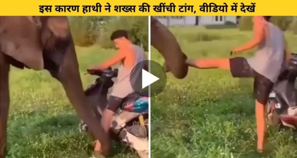 हाथी ने निभाई सच्ची दोस्ती, अपने दोस्त को गलती करने से रोका  और…