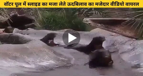 ऊदबिलाव ले रहा था वाॅटर पूल में स्लाइड का मजा, वीडियो देख लोगों को आ रहा मजा