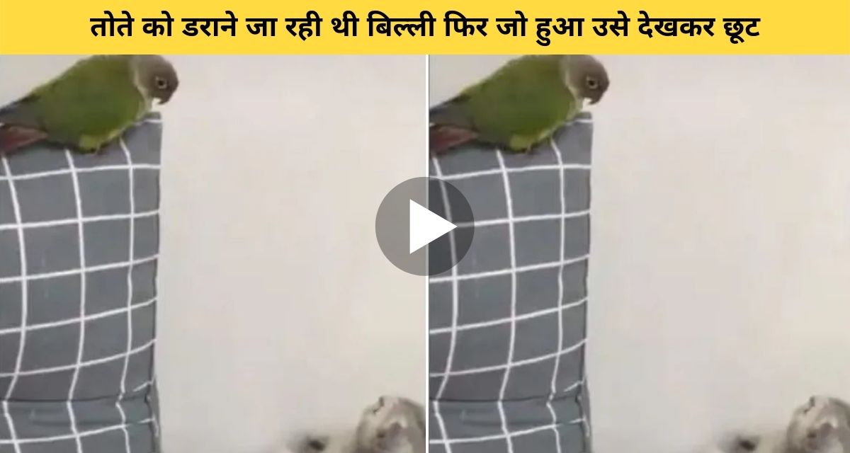 The cat was going to scare the parrot