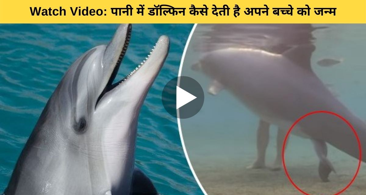Dolphin gave birth to her baby in front of camera in water