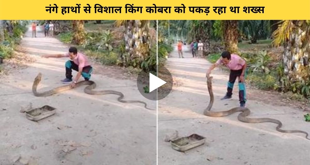 The man was catching the giant cobra