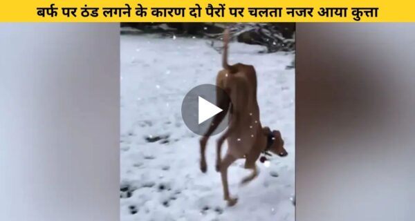 ठंड का असर कुत्ते पर हुआ ऐसा कि वह दो पैरों पर ही चलने लगा, वायरल हो रहे वीडियो को देख लोगों को आई हंसी