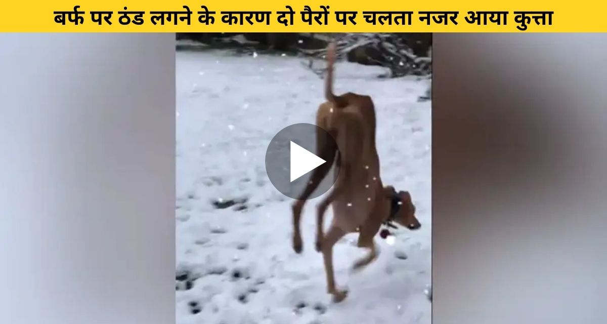 The effect of cold on the dog was such that it started walking on two legs.