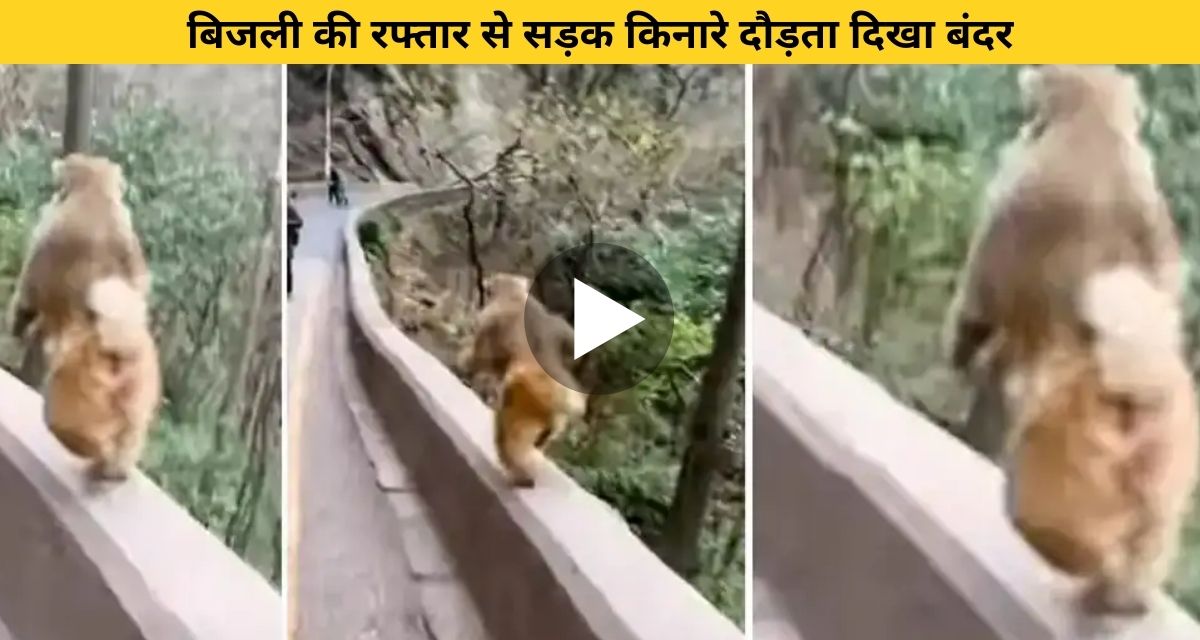 showing monkeys running at great speed