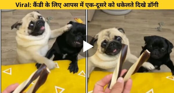 छोटे बच्चों की तरह दो डॉगी आपस में कैंडी के लिए एक दूसरे को धक्का देते नजर आए, ऐसा रहा यूजर का रिएक्शन