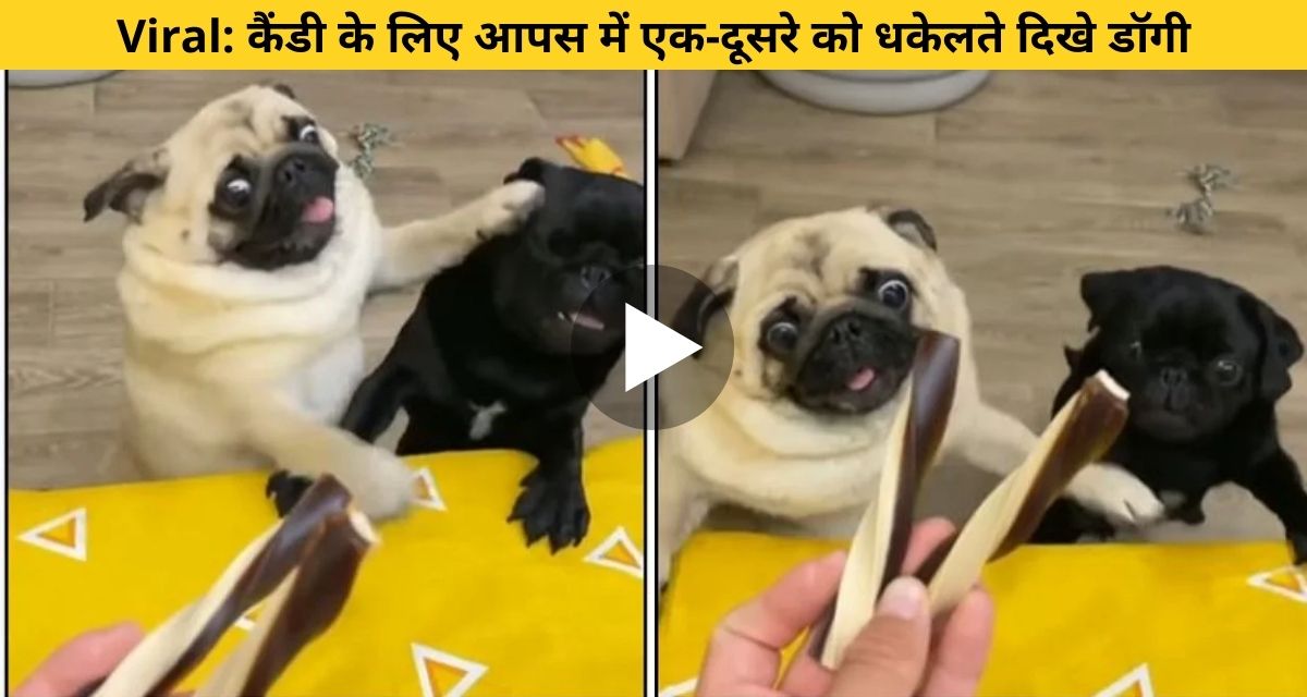 two dogs like little kids