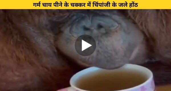 गर्म चाय पीने के चक्कर में चिंपैंजी के जले होट फिर ऐसे मारने लगा फूक