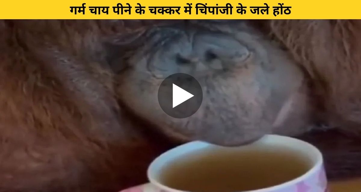 Chimpanzee burns hot tea while drinking hot tea
