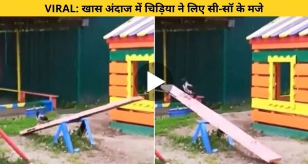 देखिए कैसे अकेली चिड़िया ने सी-सॉ का लुफ्त उठाया, चिड़िया का यह अंदाज लोगों को बचपन की याद दिला दी
