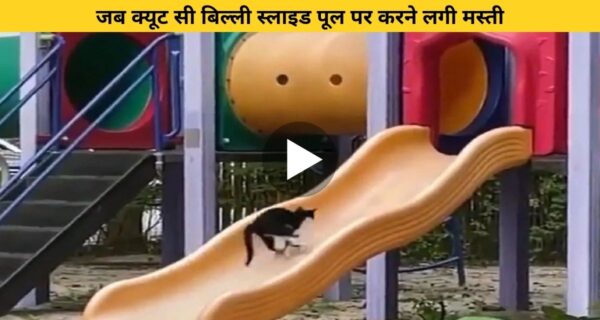जो क्यूट सी बिल्ली स्लाइड वॉलपेपर करने लगी मस्तियां वीडियो देख याद आया बचपन कर दिया
