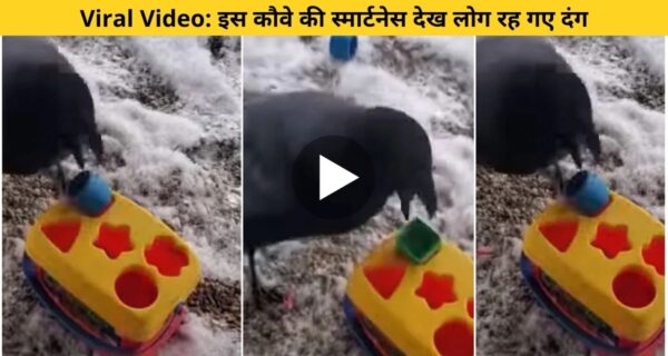 पजल को सॉल्व करके कौवे ने दिया अपने स्मार्टनेस का परिचय, वीडियो देख लोग हैरान