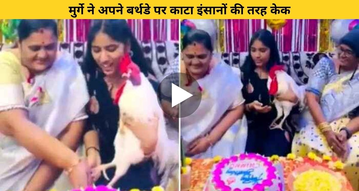 chicken birthday celebration