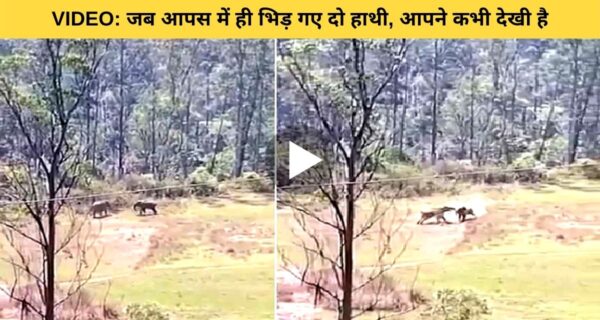 दुनिया के सबसे बड़े जानवरों की आपस की लड़ाई का वीडियो हो रहा वायरल