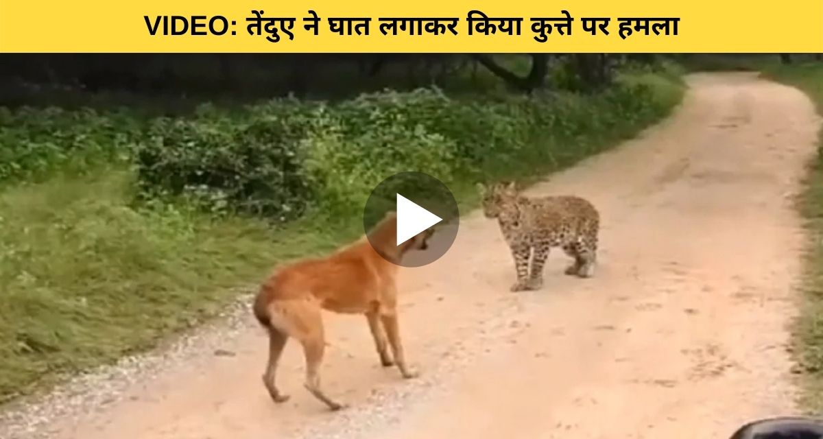 Hunting leopard attacked prey by ambushing