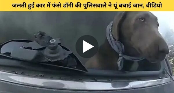 पुलिस वाले ने यूं जलती कार में फंसे कुत्ते को बचाया, सोशल मीडिया पर वायरल वीडियो को देख लोग बोले यह है असली हीरो