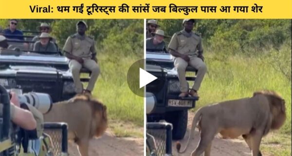 जंगल सफारी पर निकले टूरिस्ट गाड़ियों के बिल्कुल पास आ गया शेर, देखते ही थमी सांसें
