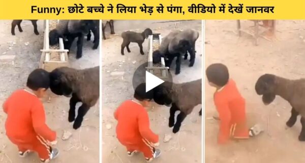 जब छोटे बच्चे ने लिया भेड़ से पंगा, मजे मजे में हुआ ऐसा कि…