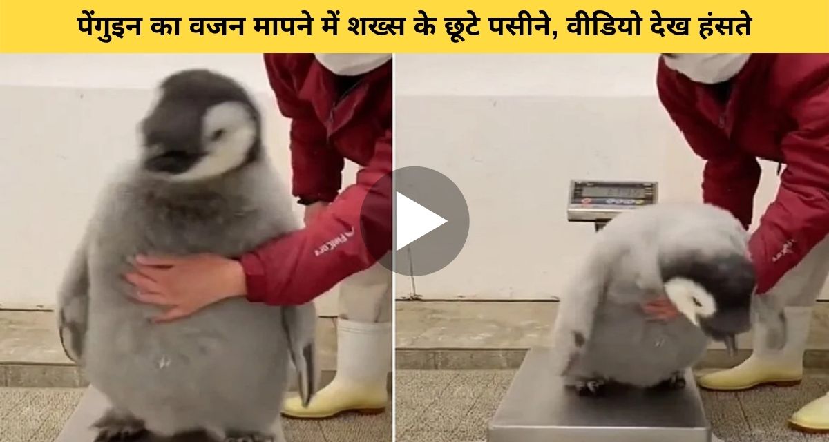 Penguin's weight measurement is in progress
