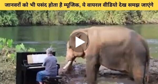 संगीत की भाषा जानवरों को भी समझ आती है, पियानो की धुन सुनते हाथी का वीडियो हो रहा वायरल