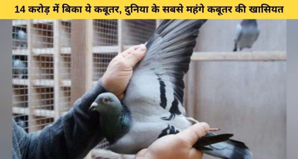 दुनिया के सबसे महंगे कबूतरों में शामिल किम कबूतर, बिकी 14 करोड़ रुपए में