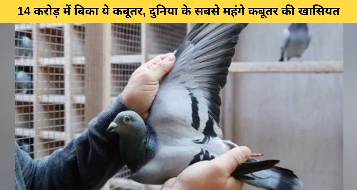 Kim pigeon included in the world's most expensive pigeons