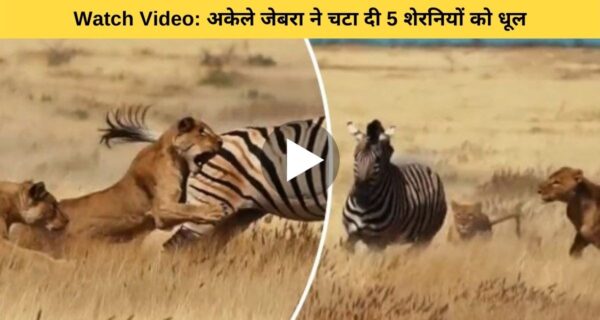 जेब्रा ने शेरनियों के झुंड से यूं लड़ी जिंदगी और मौत की जंग, आखिर जीत हुई किसकी?