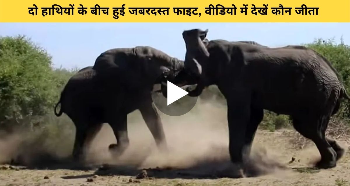 Watch the fierce fight between two elephants