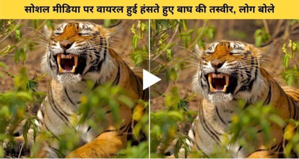 सोशल मीडिया पर छाया बाघ का स्माइल करना, लोगों ने तारीफ करते हुए कहा इसे शाही स्माइल