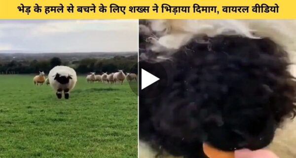 भेड़ के हमले से अपने आप को बचाने के लिए, शख्स ने लगाया गजब का दिमाग..वायरल हो रहा वीडियो