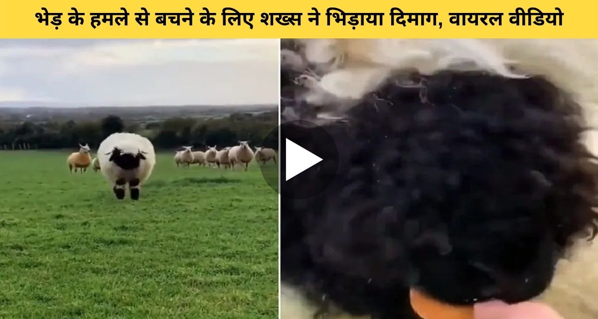 To protect yourself from sheep attack