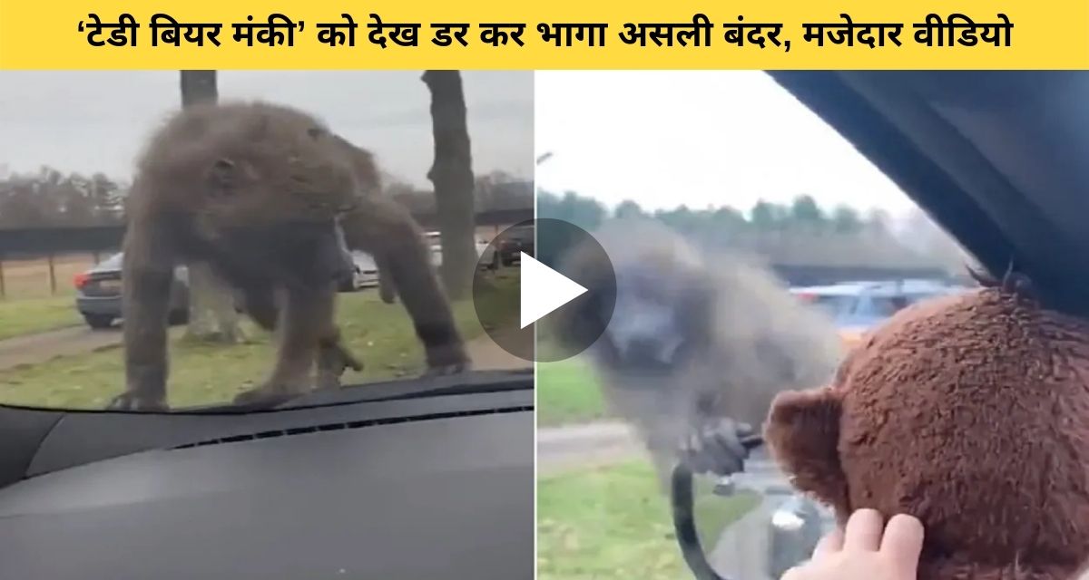 real monkey scare