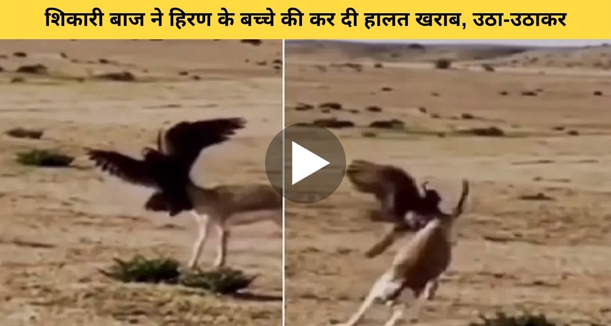 The eagle hunted the deer baby
