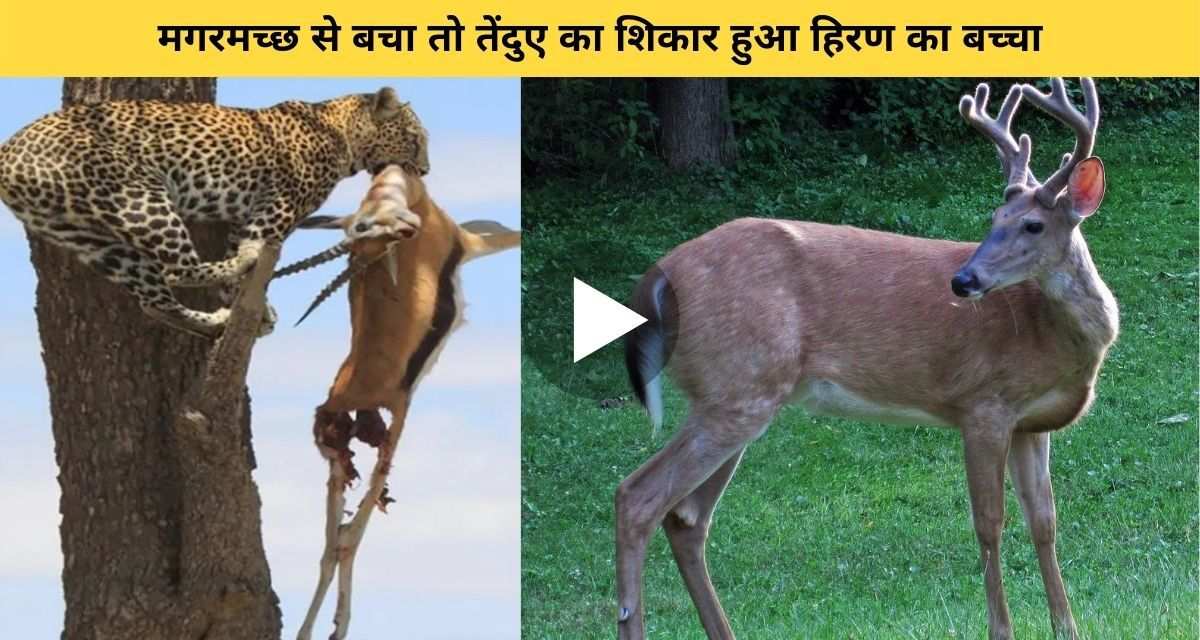 Deer baby succeeded in saving life from crocodile