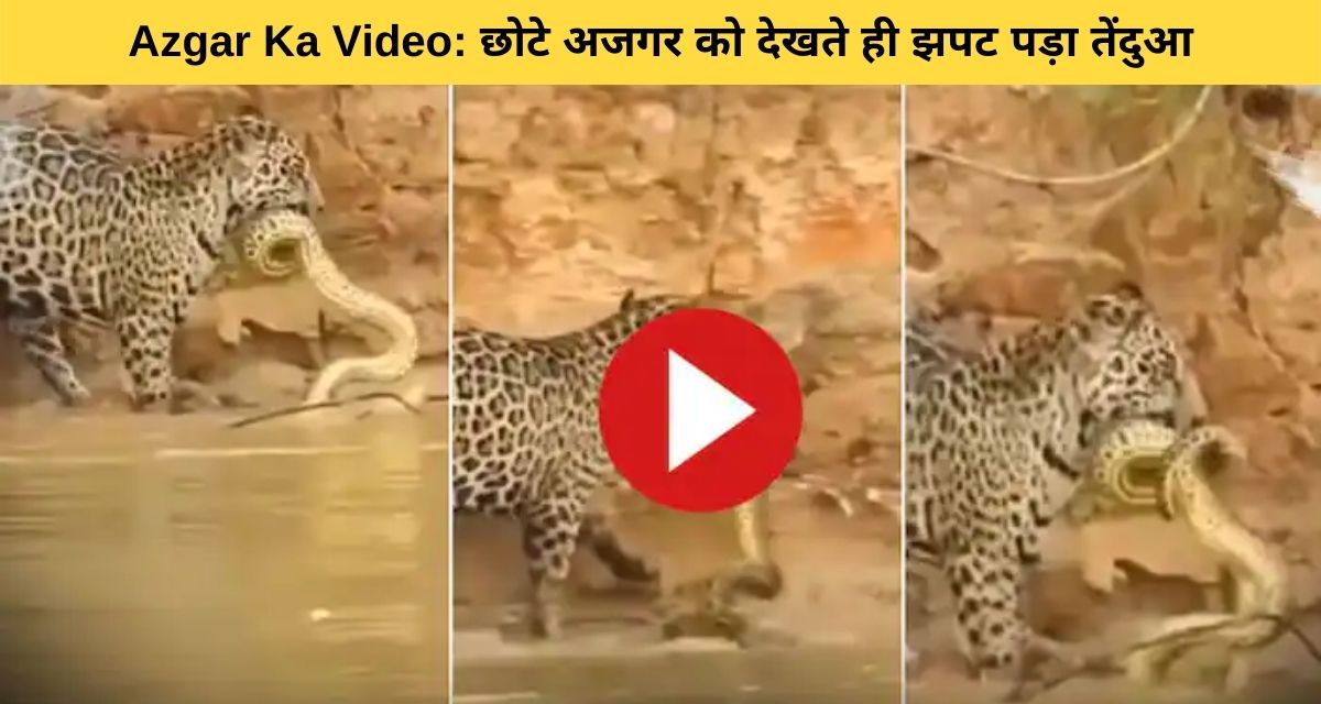 The leopard, who went to drink water on the river bank, caught sight of the small python