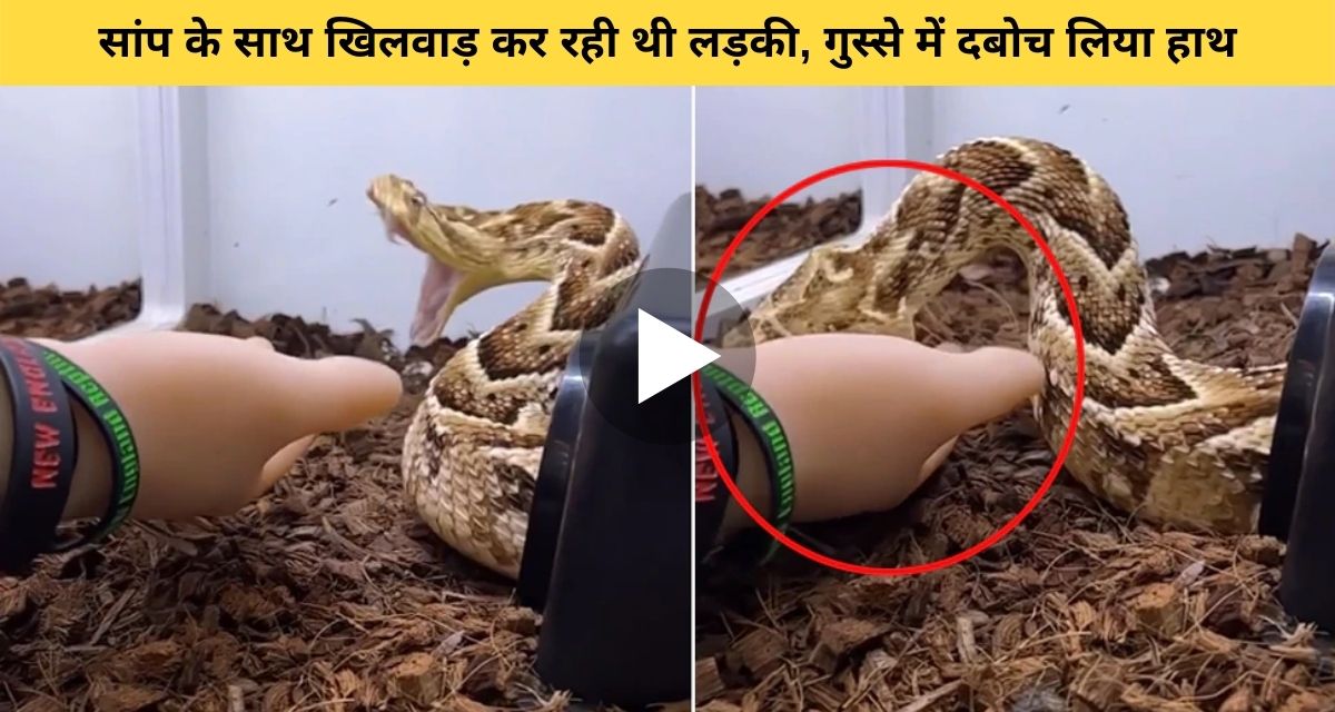 The girl played with the snake like this