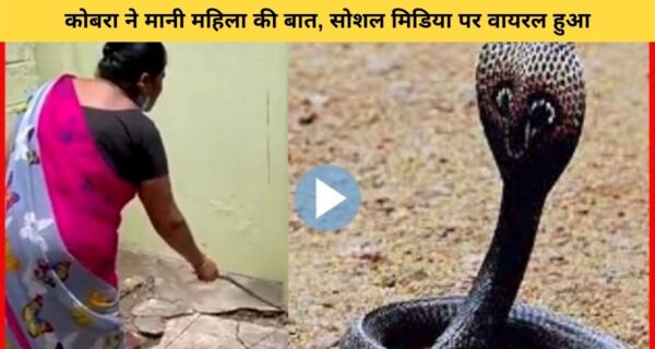 महिला का आदेश सुनते ही कोबरा सांप निकला घर से बाहर, वायरल हो रहा वीडियो