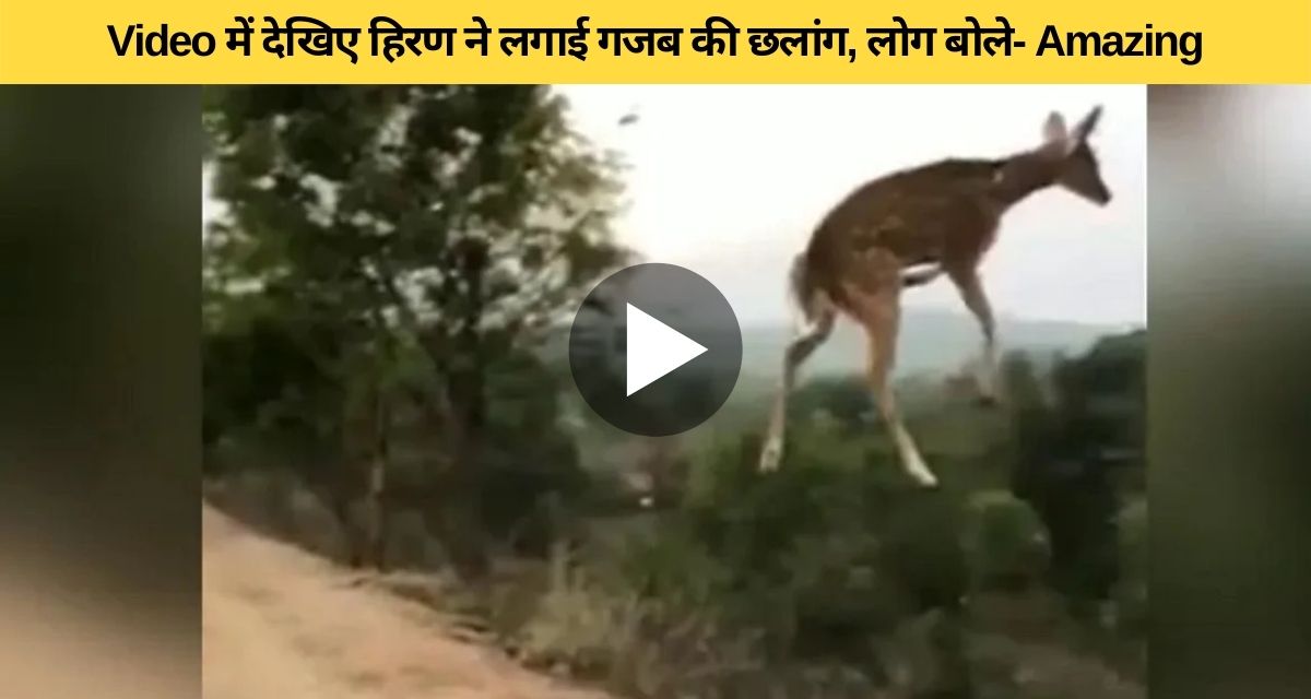 When the deer made a wonderful leap