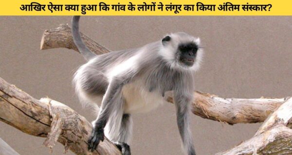 आखिर क्या वजह थी कि लंगूर का अंतिम संस्कार पूरे रीति रिवाज के साथ किया गया