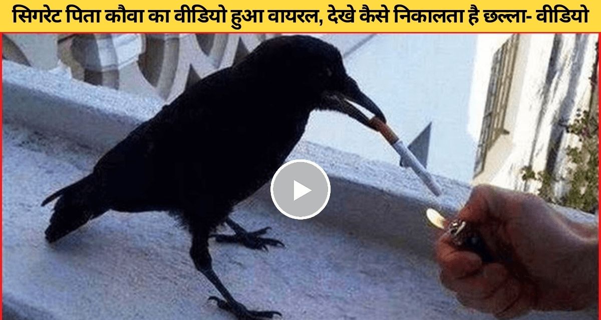 crow seen blowing rings with cigarette smoke