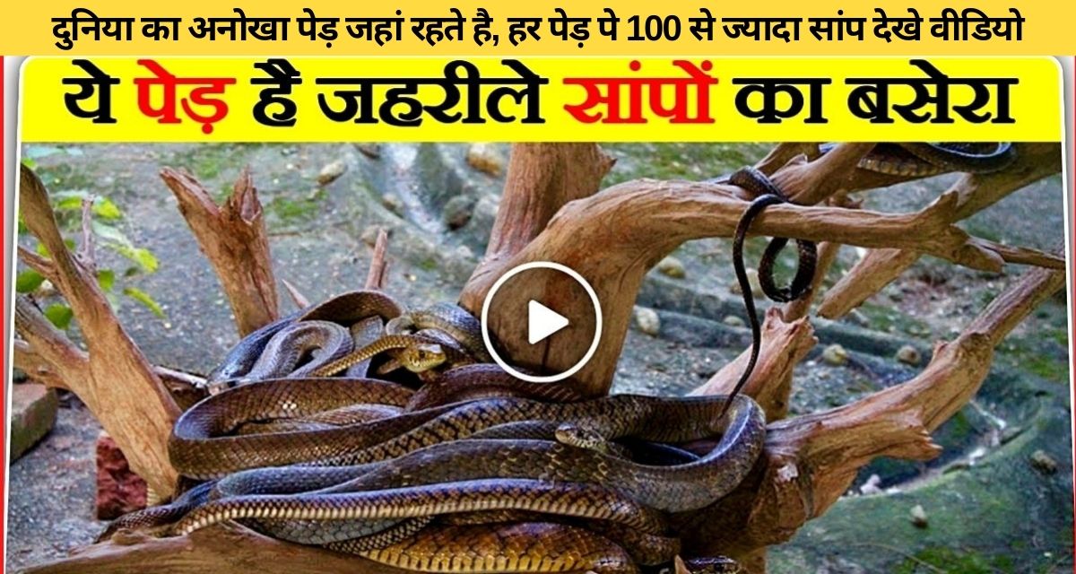 This tree is made for more than 100 snakes