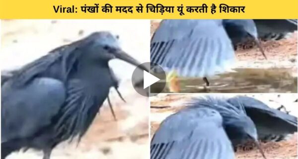 चिड़िया ने अपने पंखों का इस्तेमाल कर किया यू मछली का शिकार, वायरल वीडियो देख लोगों ने किया तारीफ
