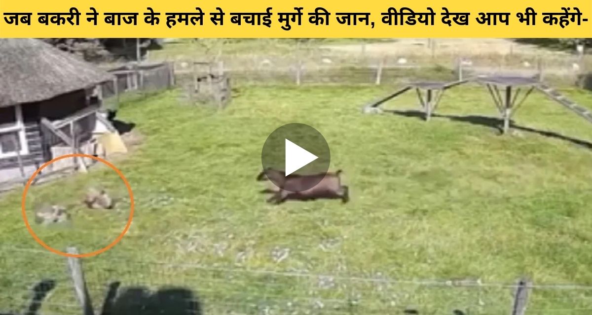 Goat saved the life of a rooster from the attack of an eagle